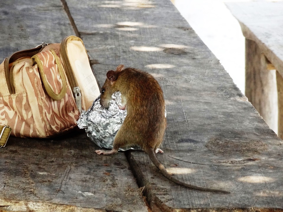 rat