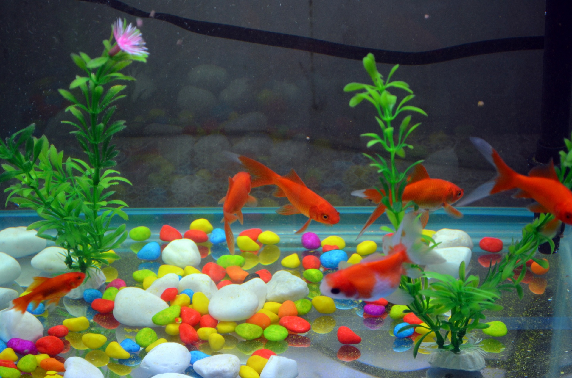 aquariums