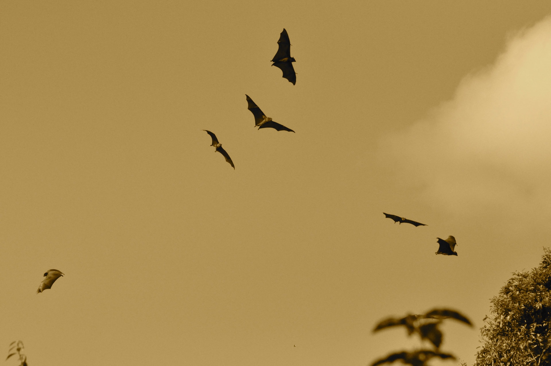 bats