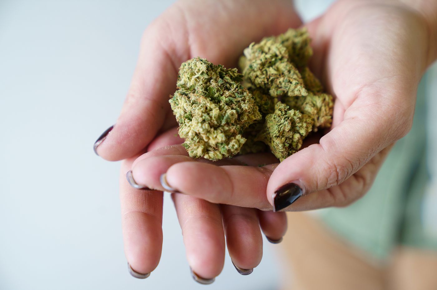 marijuana buds