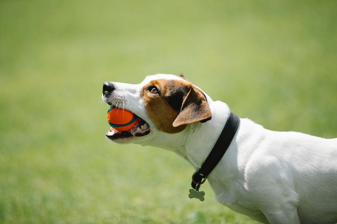 trained dog